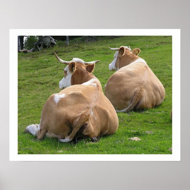 Affiche Repose des vaches dans le pâturage (Devant)