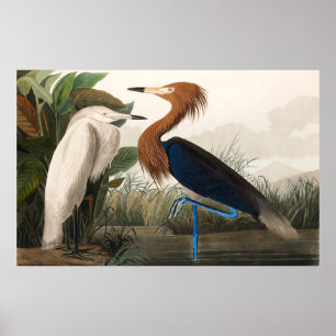 Affiche Reproduction de Héron pourpre, 1835 Plaque CCLVI