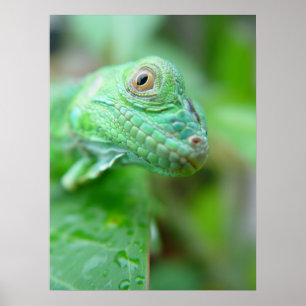 Affiche Reptile vert de lézard d'iguane sur l'affiche de