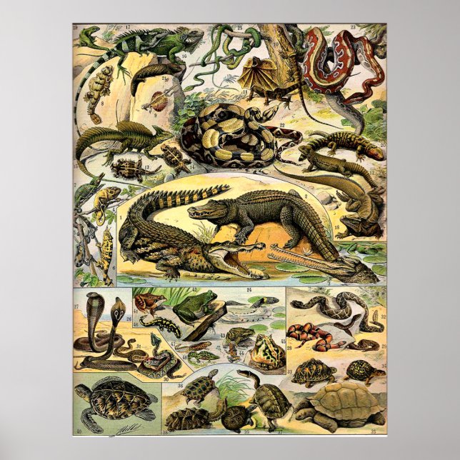 Affiche Reptiles Adolphe Millot (Devant)