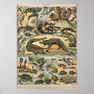 Affiche Reptiles - Collection de reptiles