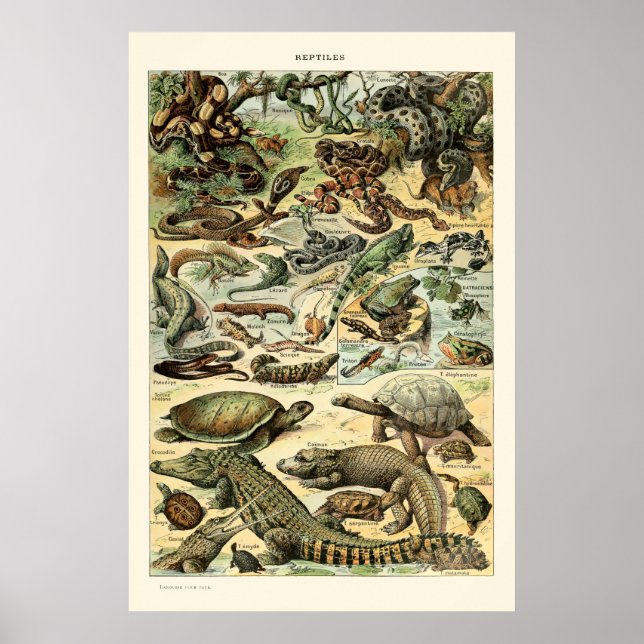 Affiche Reptiles vintages par Adolphe Millot (Devant)