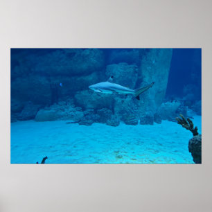 Affiche Requin