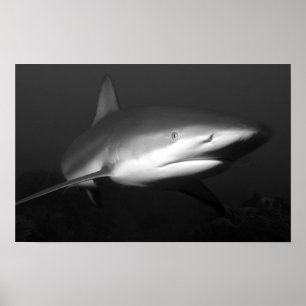 Affiche requin