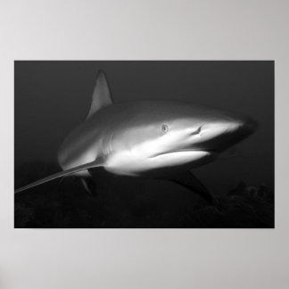 Affiche requin