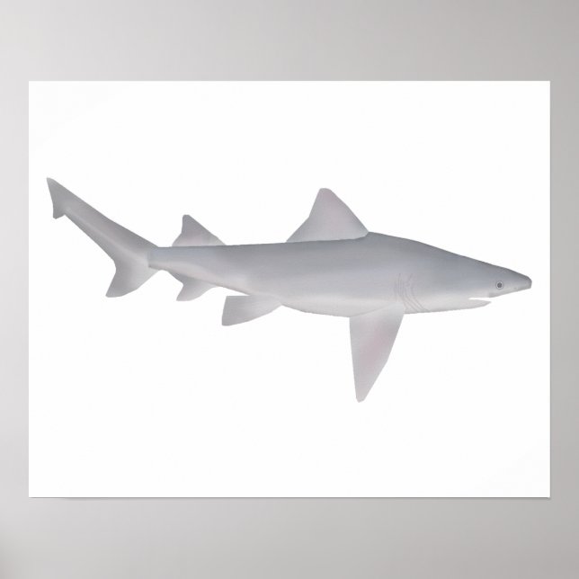 Affiche Requin à bec (Devant)