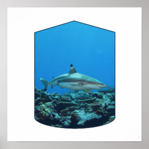 Affiche Requin à pointe noire, île Yap - Conception photog