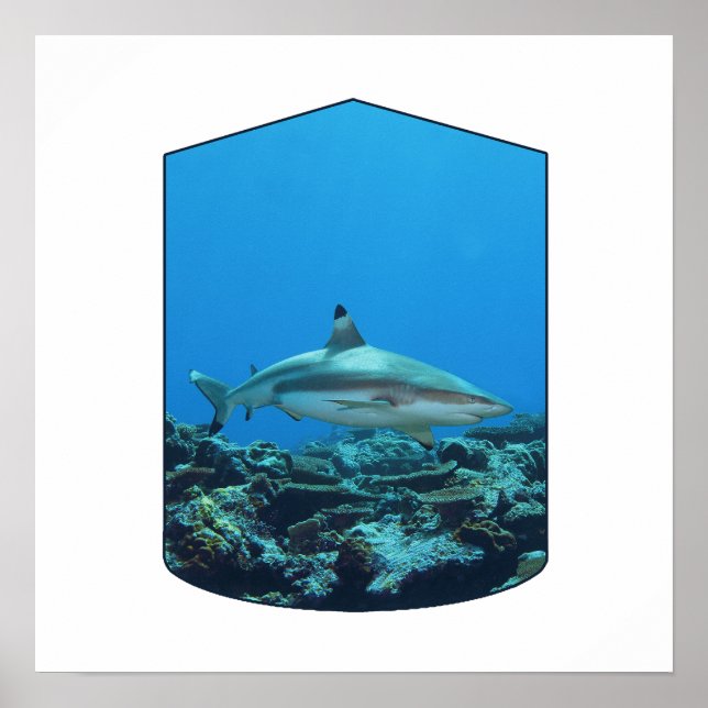Affiche Requin à pointe noire, île Yap - Conception photog (Devant)