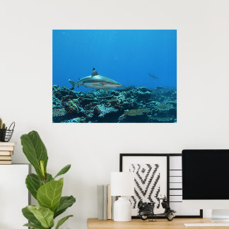Affiche Requin à pointes noires sur le récif corallien de