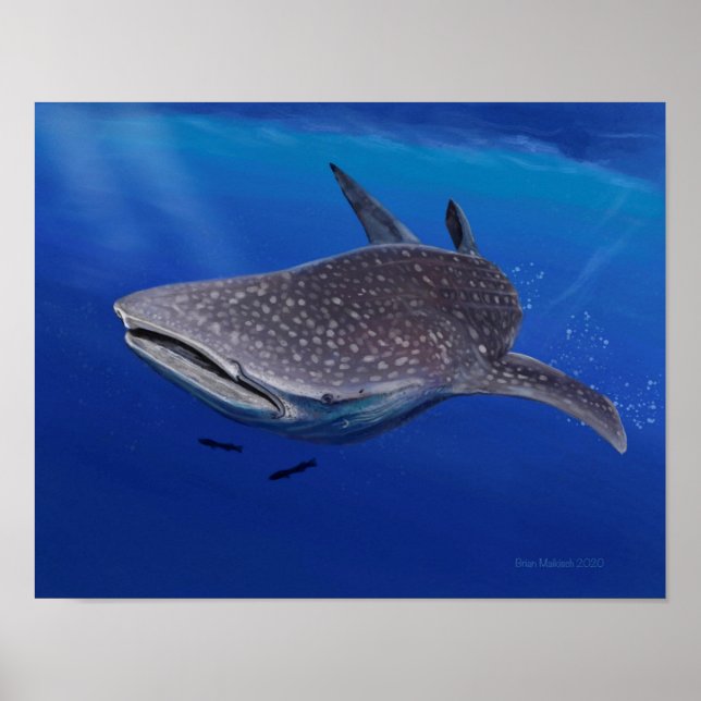 Affiche Requin baleine (Devant)