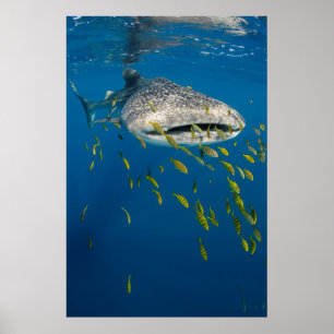 Affiche Requin baleine avec des poissons, Indonésie