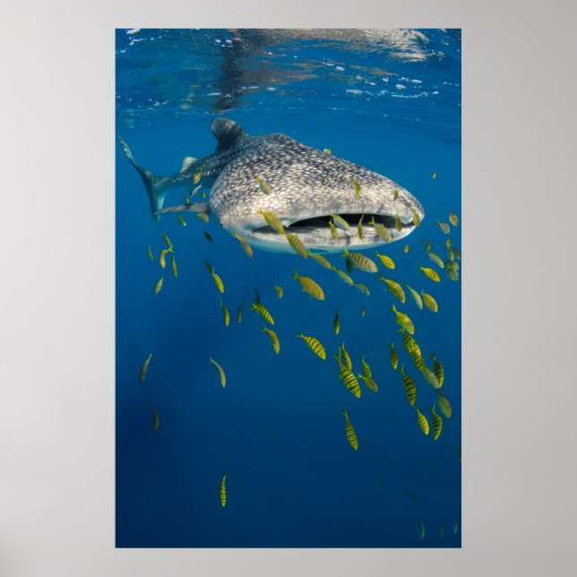 Affiche Requin baleine avec des poissons, Indonésie (Devant)