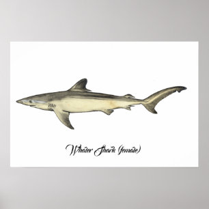 Affiche Requin baleinier (femelle)
