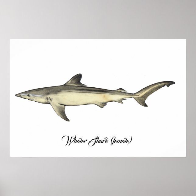 Affiche Requin baleinier (femelle) (Devant)