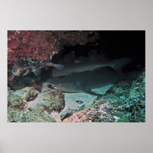 Affiche Requin blanc et requin