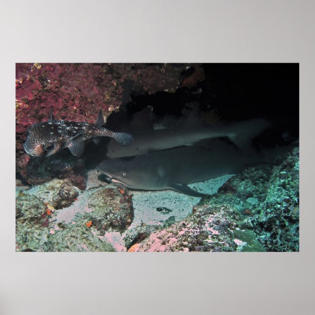 Affiche Requin blanc et requin (Devant)