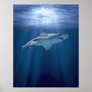 Affiche Requin de croisière