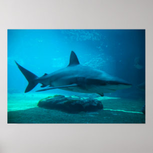Affiche Requin de nuit (Carcharhinus Obscurus), Ushaka