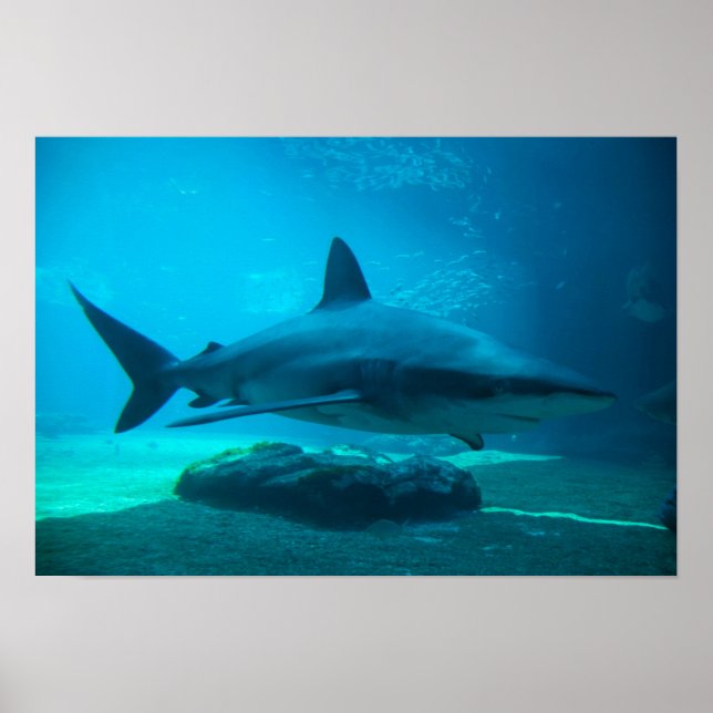 Affiche Requin de nuit (Carcharhinus Obscurus), Ushaka (Devant)