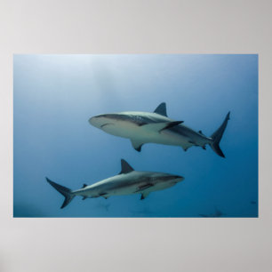 Affiche Requin de récif des Caraïbes