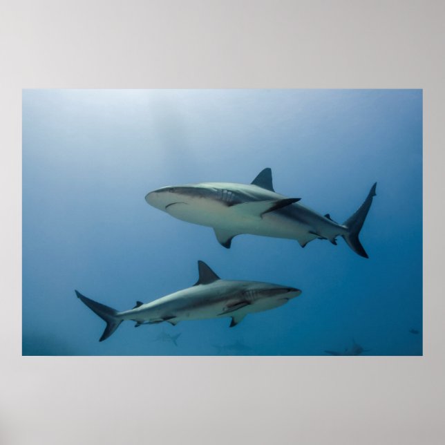 Affiche Requin de récif des Caraïbes (Devant)