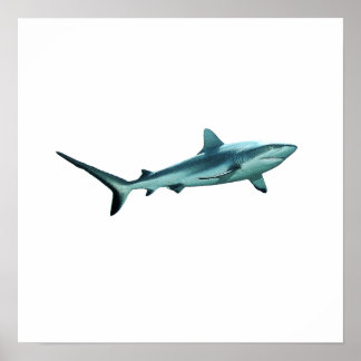 Affiche Requin de récif - Design abstrait - Découpé d'une