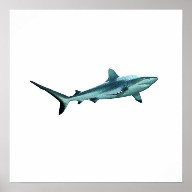 Affiche Requin de récif - Design abstrait - Découpé d'une  (Devant)