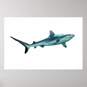 Affiche Requin de récif - Design abstrait - Découpé d'une 