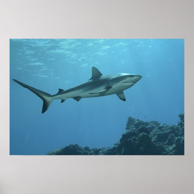 Affiche Requin de récif gris sur un récif corallien de l'î (Devant)