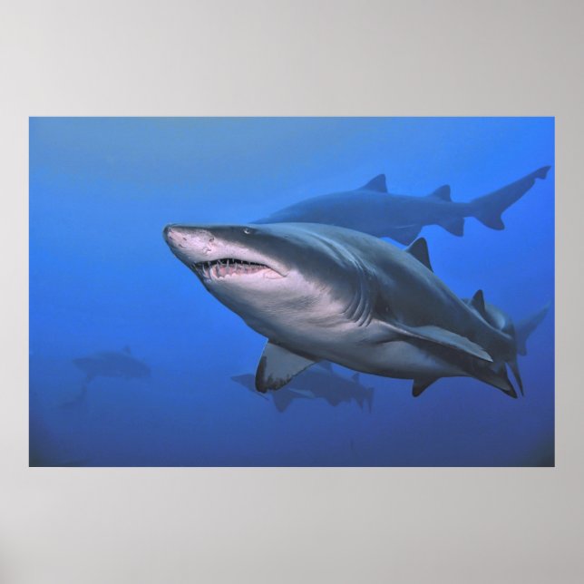 Affiche Requin de Sable Tigre (Devant)