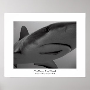 Affiche Requin des Caraïbes