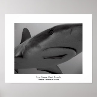 Affiche Requin des Caraïbes