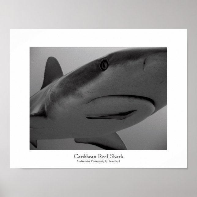 Affiche Requin des Caraïbes (Devant)