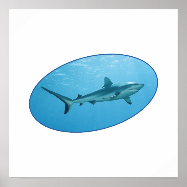Affiche Requin des récifs gris, île de Yap - Conception ph (Devant)