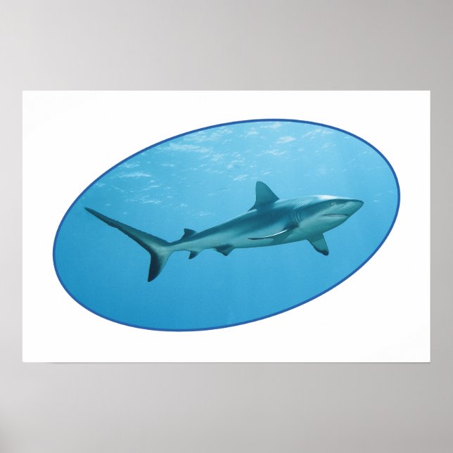Affiche Requin des récifs gris, île de Yap - Conception ph (Devant)
