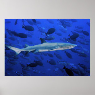 Affiche Requin et poisson-chirurgien