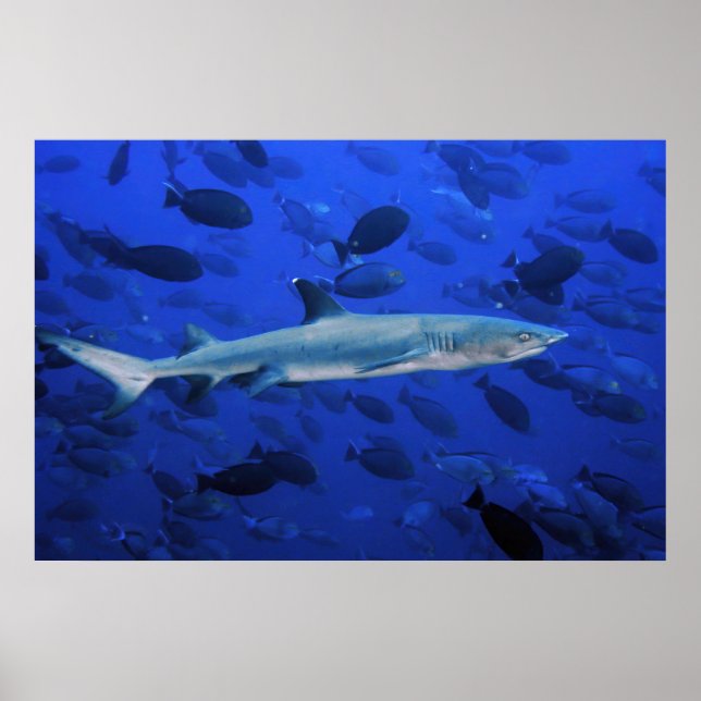 Affiche Requin et poisson-chirurgien (Devant)