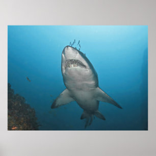 Affiche Requin gris