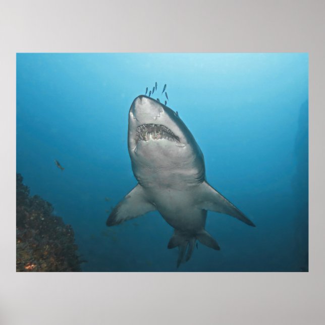 Affiche Requin gris (Devant)