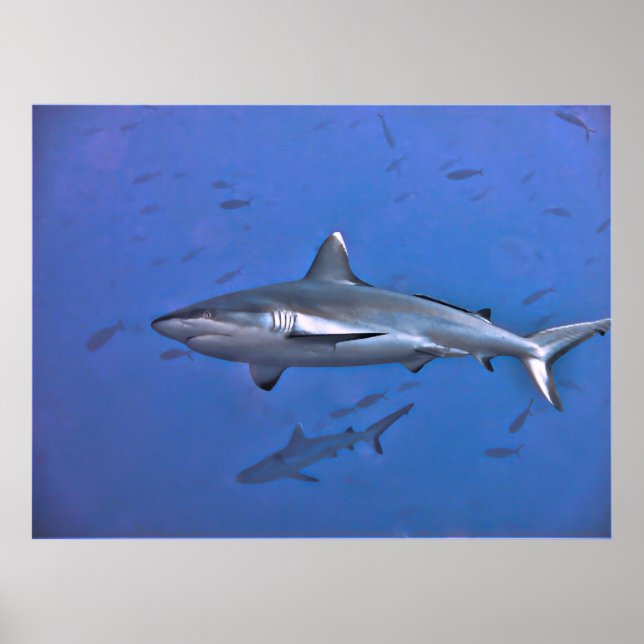 Affiche Requin gris récif (Devant)