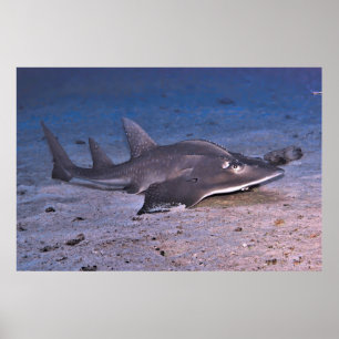 Affiche Requin guitare