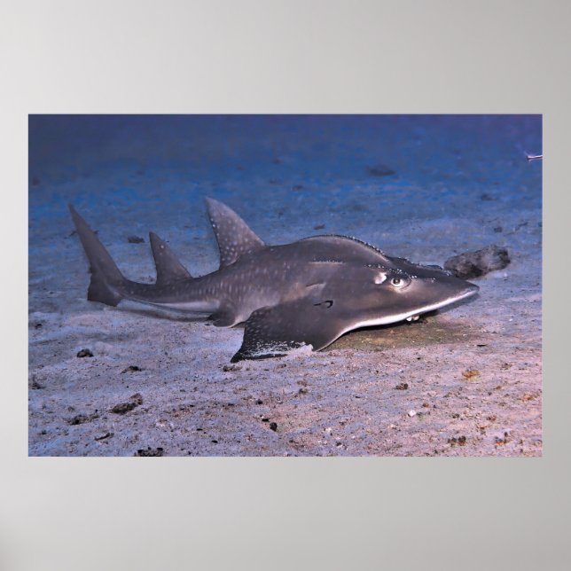 Affiche Requin guitare (Devant)