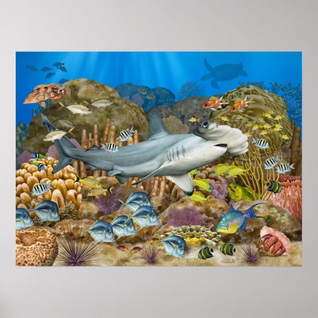 Affiche requin marteau au-dessus de la barrière de corail (Devant)