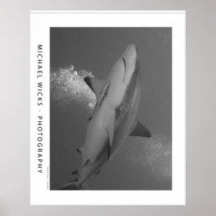Affiche Requin noir de récif de bout