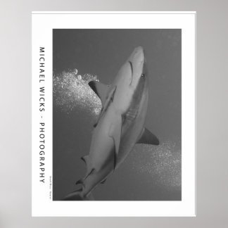 Affiche Requin noir Tip Reef