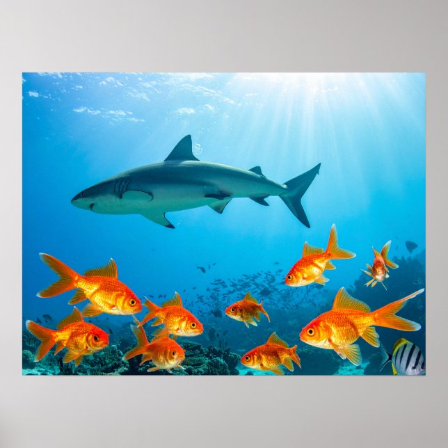Affiche Requin parmi poissons rouges (Devant)