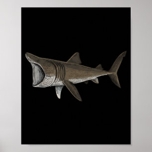 Affiche Requin pèlerin