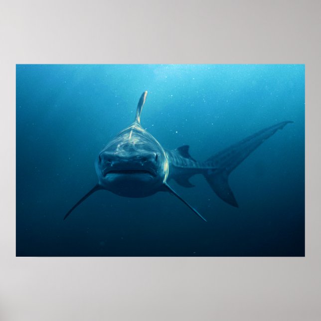 Affiche Requin sous l'eau (Devant)