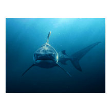 Requin sous l'eau