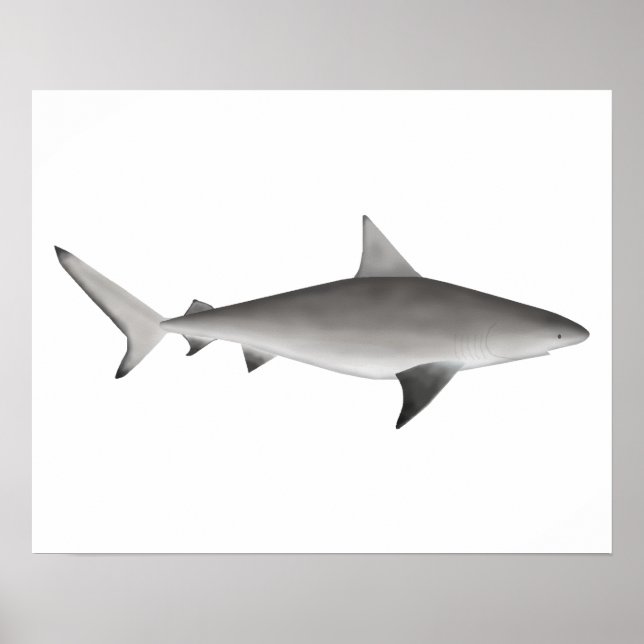 Affiche requin taureau (Devant)
